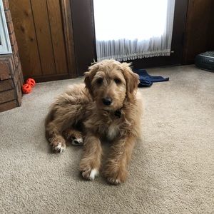 Meet your Posher, Janet